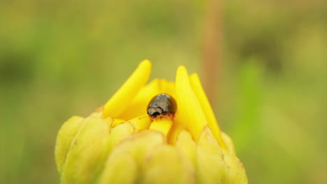 black beetle on yellow flower bud. close up