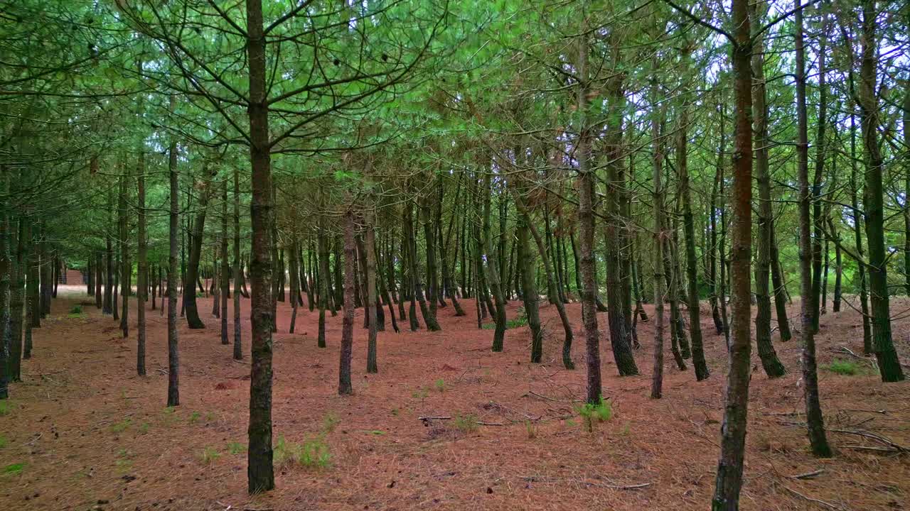 Drone aereo che sorvola una pineta a Saint-Brevin-les-Pins, in Francia, che mostra alberi fitti sotto la luce naturale del giorno