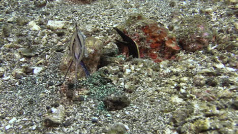 large-banggai-cardinalfish-approaches-juvenile-ribbon-eel-in-its-burrow,-moray-eels-retreats-into-crevice-instead-of-killing-the-prey