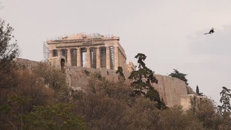 parthenon with bird flying over trees