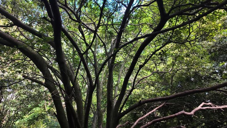 Rami di alberi e foglie verdi che formano una fitta chioma di foresta con la luce del sole che filtra. dolly left