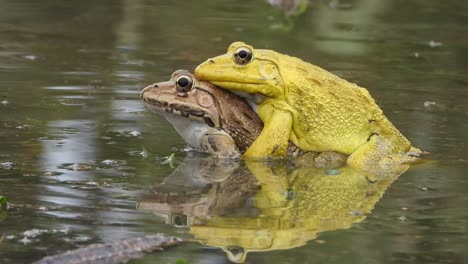 Frösche---Mattierung---Wasser--gelb