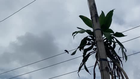 Toma-De-Movimiento-De-Nubes-Blancas-Detrás-De-Cables-Eléctricos-En-Un-Día-Lluvioso-Con-La-Vista-De-Un-Poste-De-Bambú-En-Primer-Plano