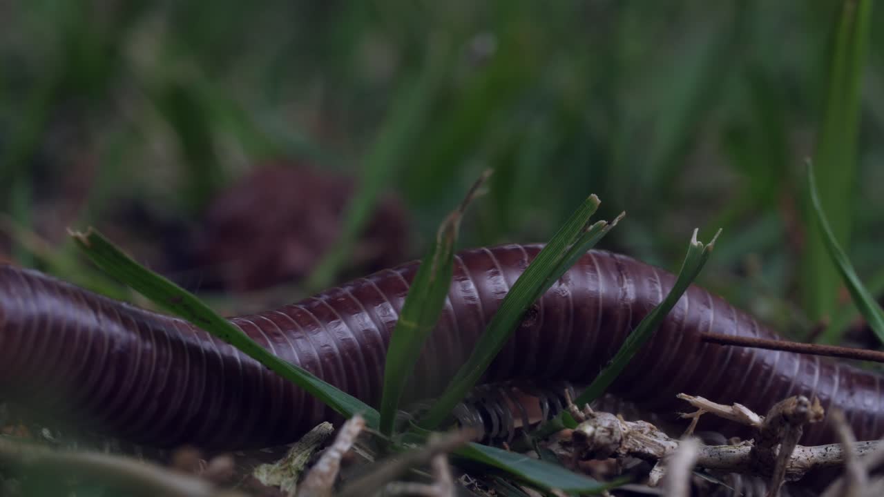 브라질 밀리피드 클로즈업 매크로