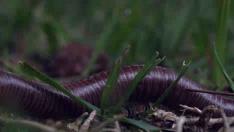 Brazilian-Millipede-close-up-macro-shot