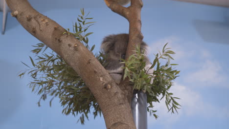 il riposo del koala sul ramo di un albero in un recinto nuovo di zecca al parco safari di longleat