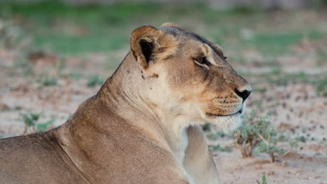 wild african lioness resting - close up view