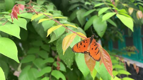 Hermosa-Mariposa-En-La-Hoja-Verde-De-La-Naturaleza-En-El-Patio