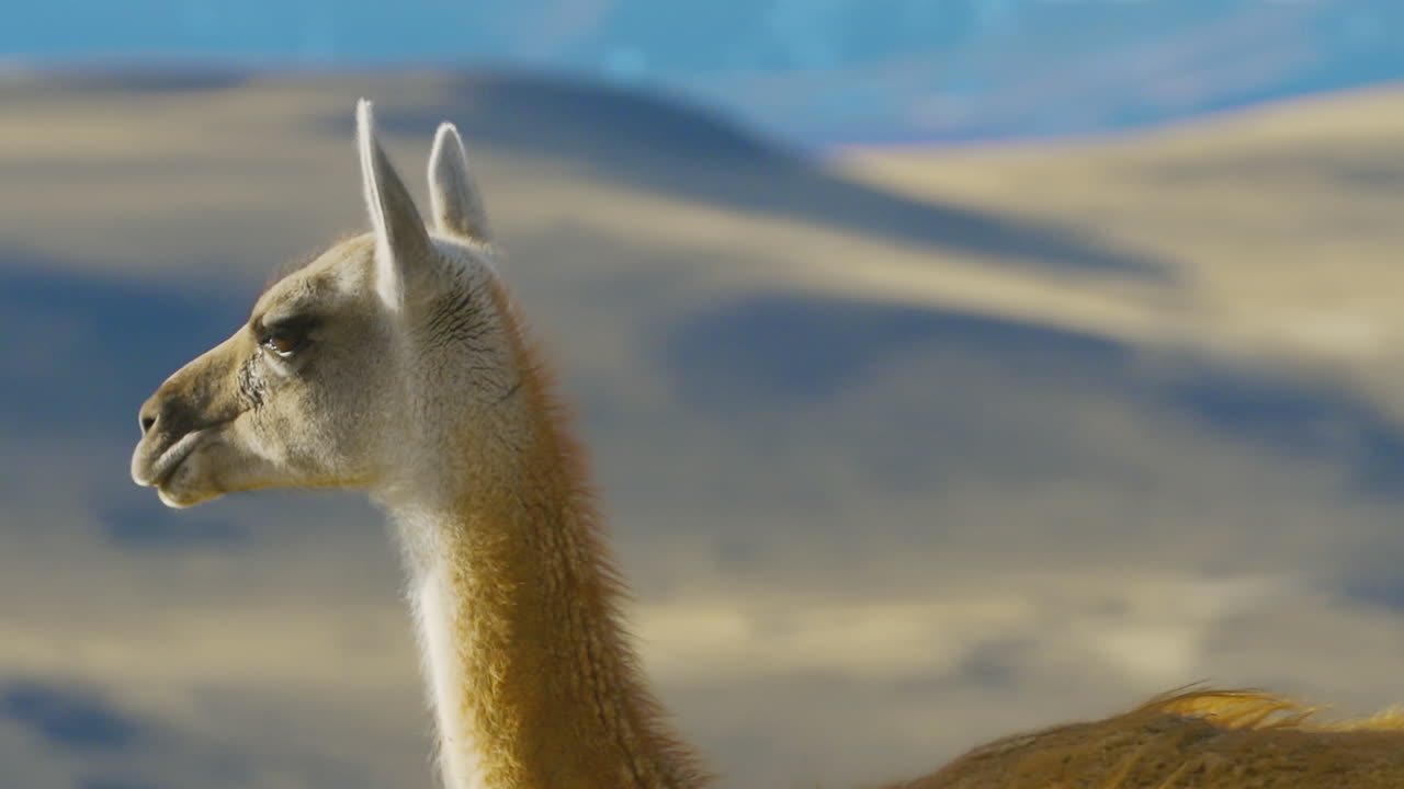 alpaca caminando por las llanuras cerca de las colinas