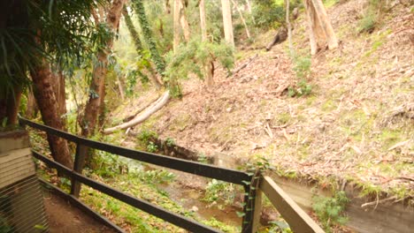 Hermoso-Camino-Forestal-Con-árboles