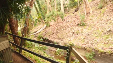 hermoso camino forestal con árboles