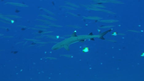 wide angle shot of white tip reef shark swimming along coral reef in the maldives