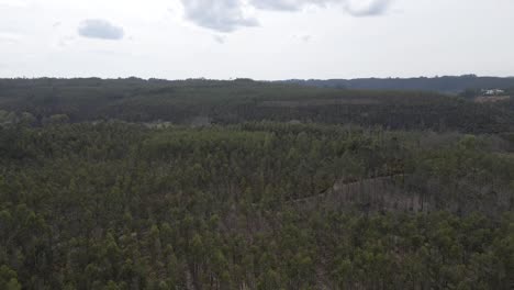 Vista-Aérea-De-Una-Plantación-De-Eucalipto-En-La-Cima-De-Una-Colina-Para-La-Industria-Del-Papel