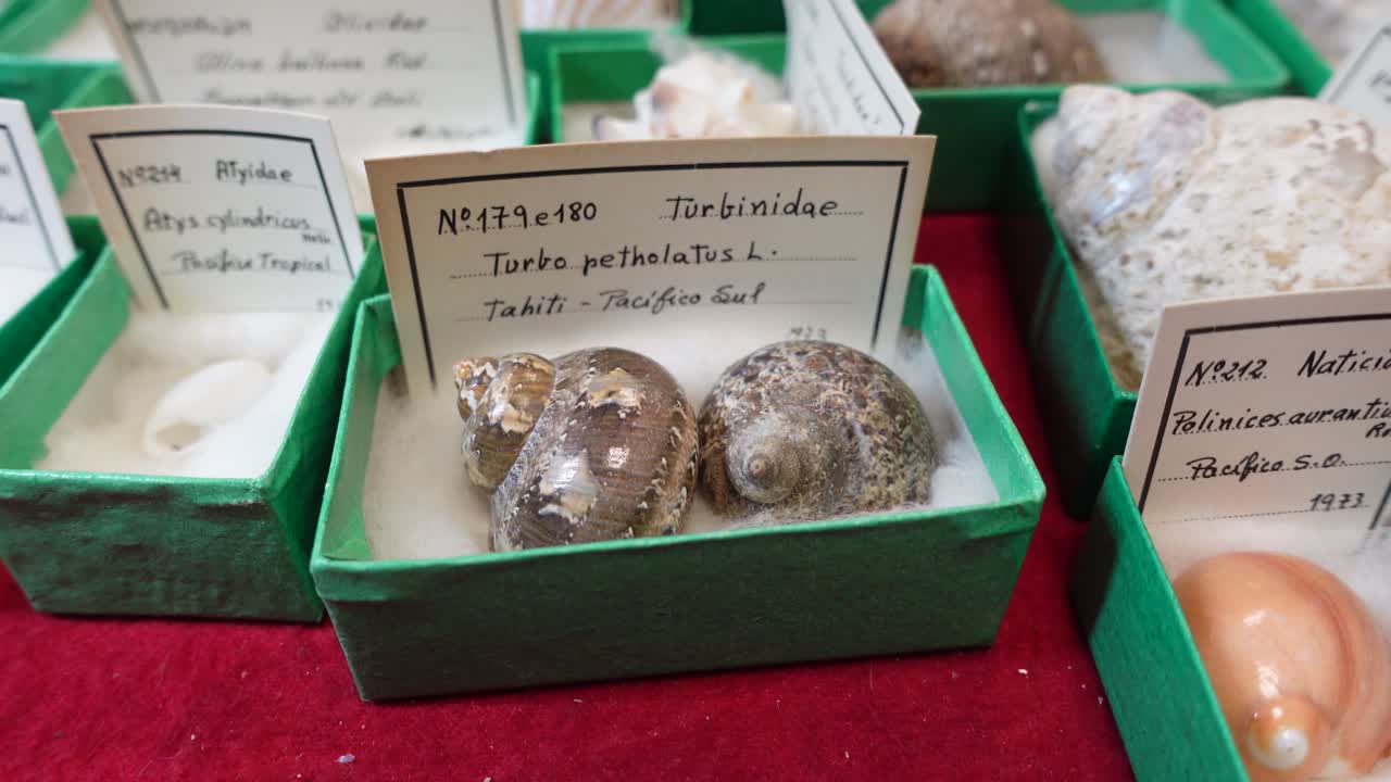 데기 컬렉션: 다른 나라의 데지