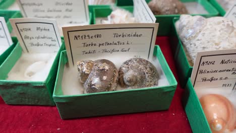 colección de conchas. conchas de diferentes países