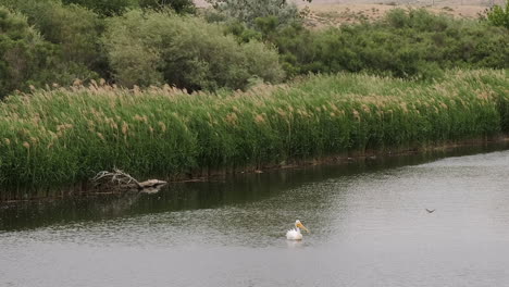 White-Pelican-swims-lazily-in-pampas-grass-lined-riparian-river-scene