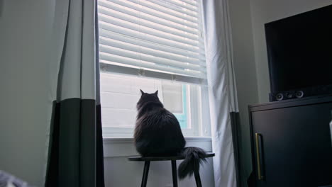 black house cat looks out of living room window then hears something behind it