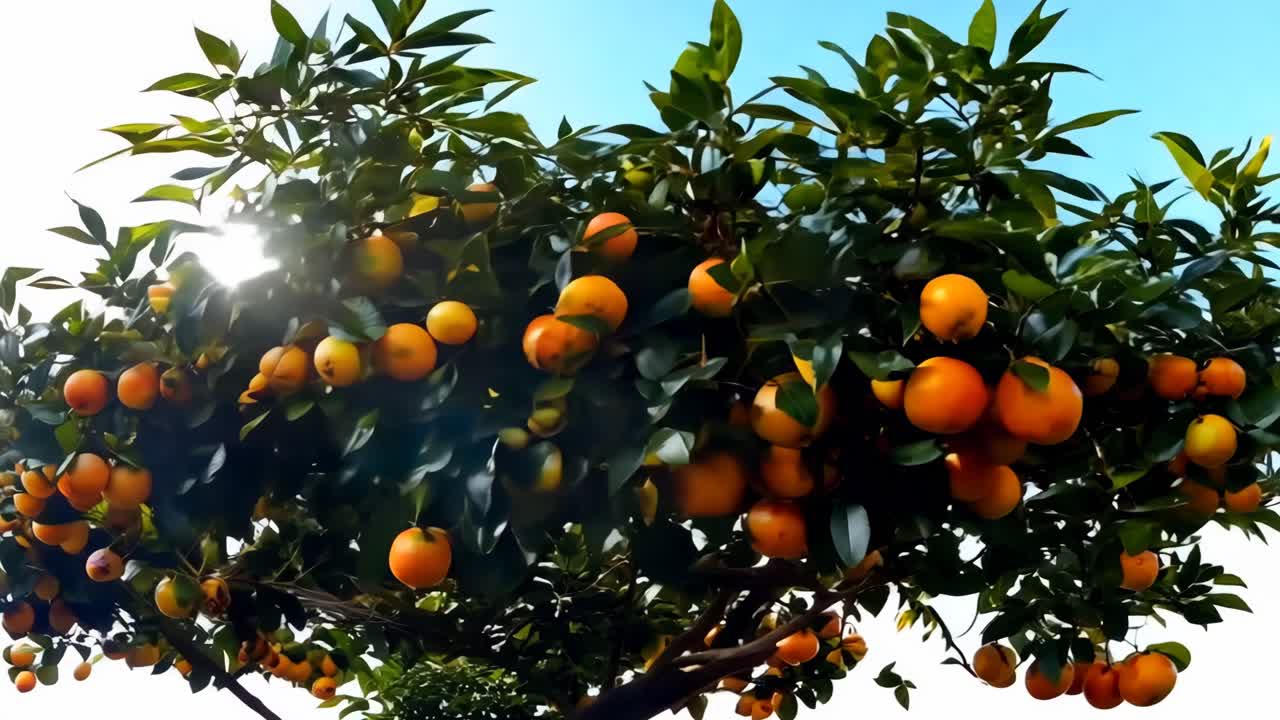 un gran árbol de naranja con muchas naranjas maduras en él