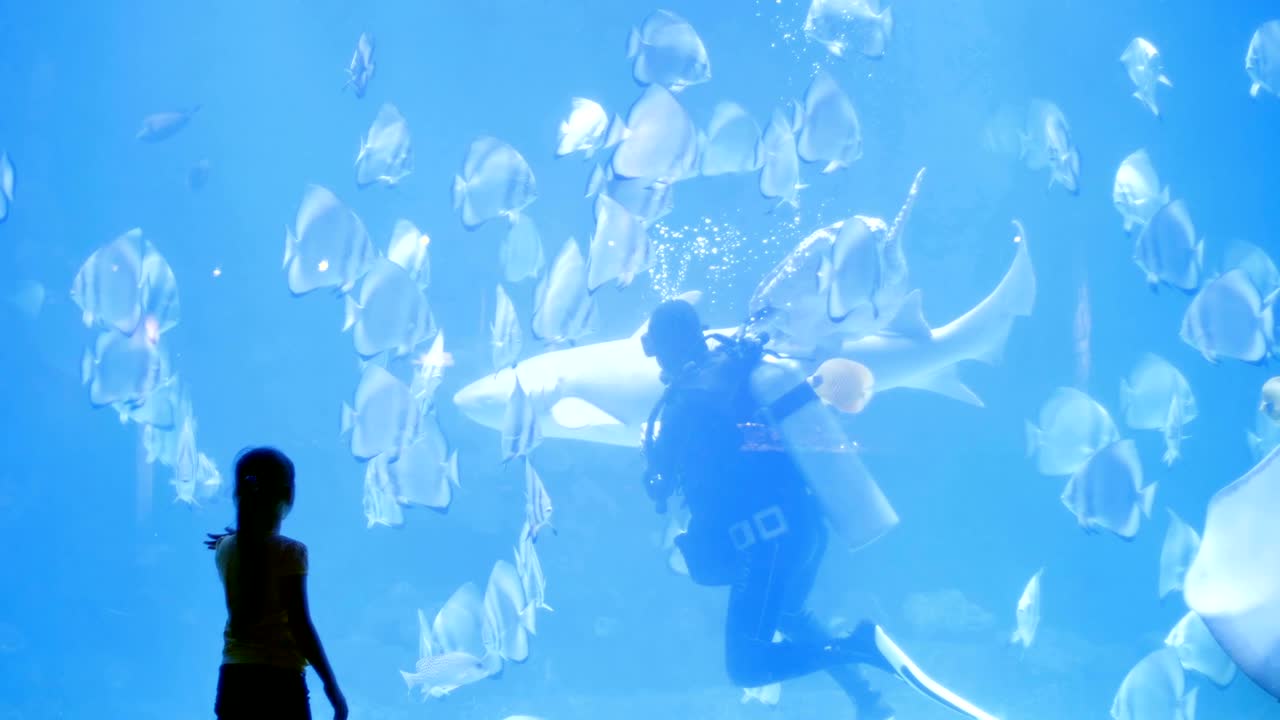 작은 소녀는 바다의 아름다움과 그 주민들, 큰 평평한 물고기의 무리를 관찰하고, 감상하고, 탐구합니다.