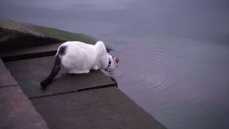 house cat drinking from dirty water in lake in slow motion