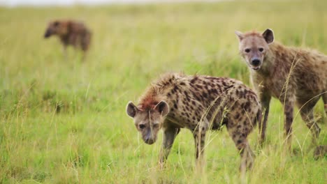 excited hyenas surrounding remains of a carcus, group working together to feed on kill, african wildlife in maasai mara national reserve, masai mara north conservancy