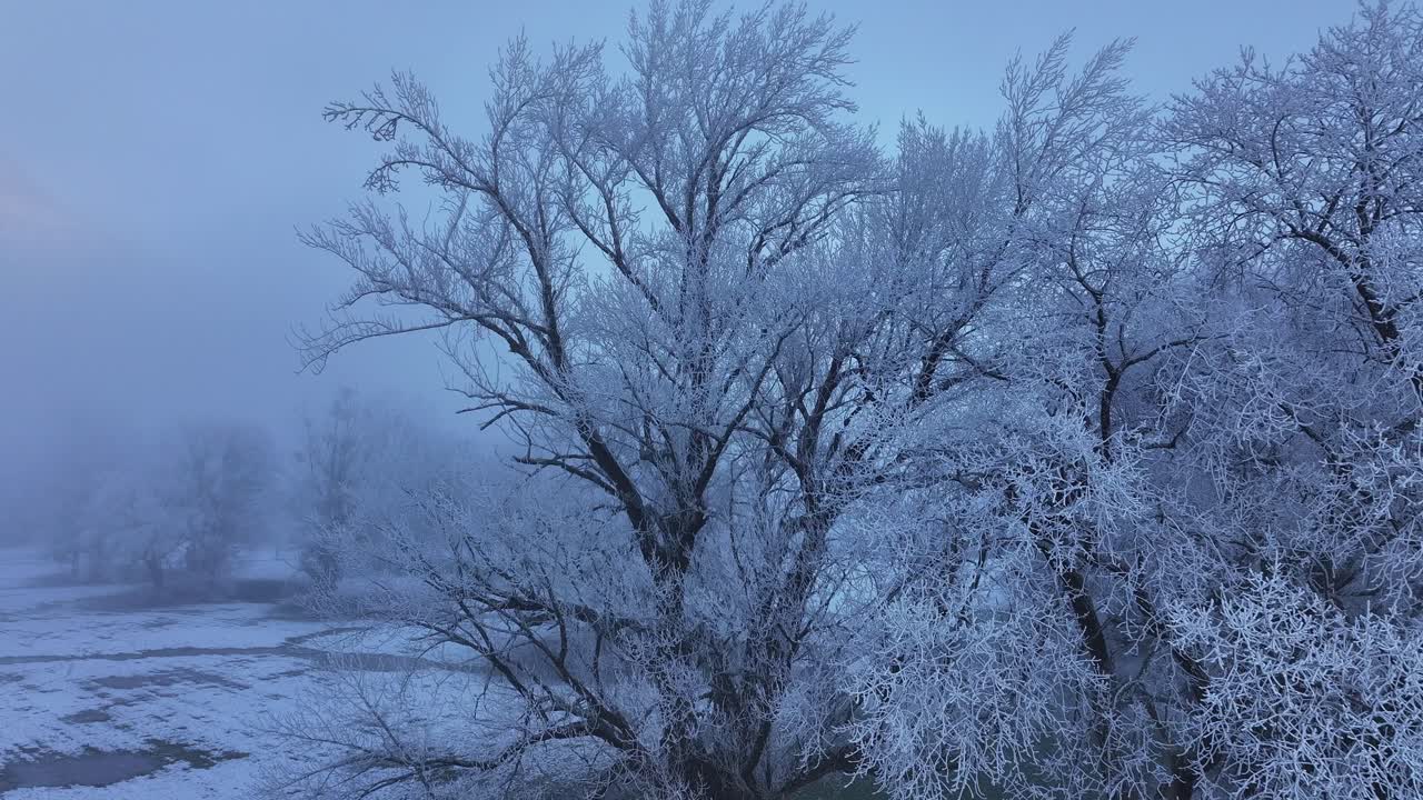 Frosty trees shrouded in mist create an eerie winter mood Switzerland