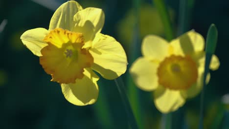 daffodils in the sunshine