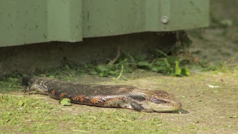 El-Lagarto-De-Lengua-Azul-Parpadea-Y-Luego-Apoya-La-Cabeza-En-El-Camino