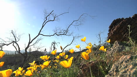 Amapolas-De-California-Ondeando-En-Una-Brisa-4