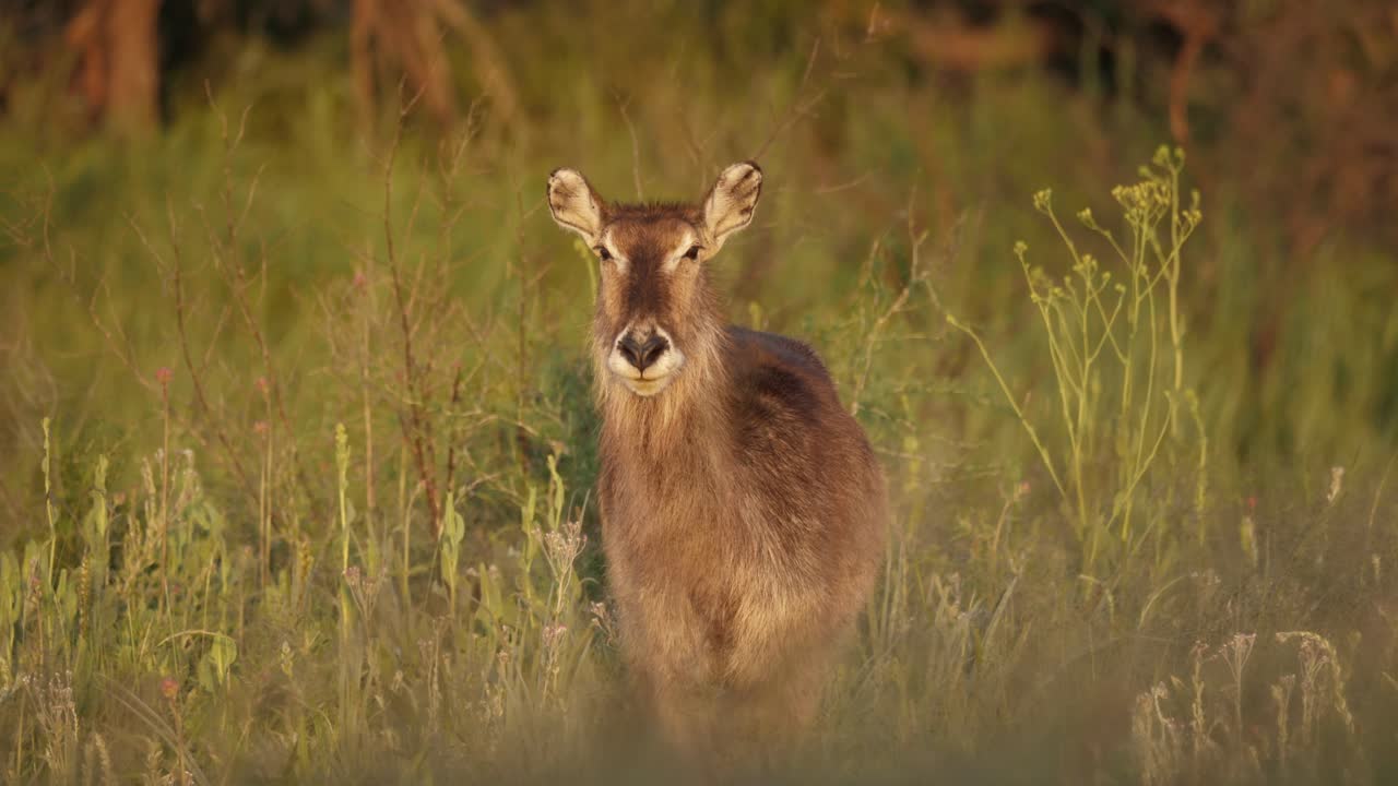 antílope hembra waterbuck sacude la cabeza, mira a la cámara y camina en la hierba alta
