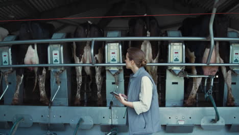 woman control milking process at dairy farm. automatic suction equipment parlour