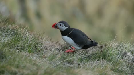 puffin-in-the-arctic-looking-for-food