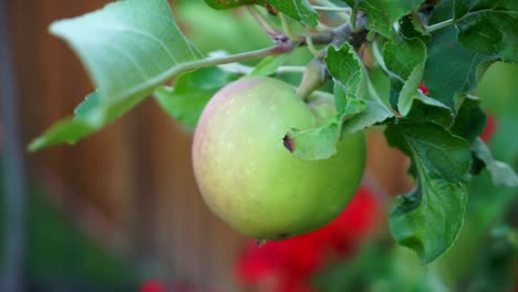 Organic-apple-on-apple-tree-swaying-and-moving-with-the-leaves-from-wind-gusts,-inspiring-healthy-and-natural-living-every-day