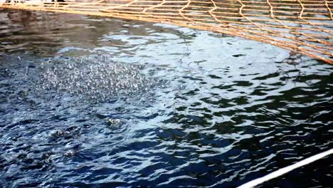 FIsh-farm-in-central-Asia-Kyrgyzstan