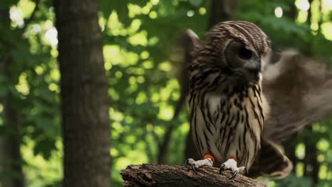 eagle owl in a forest