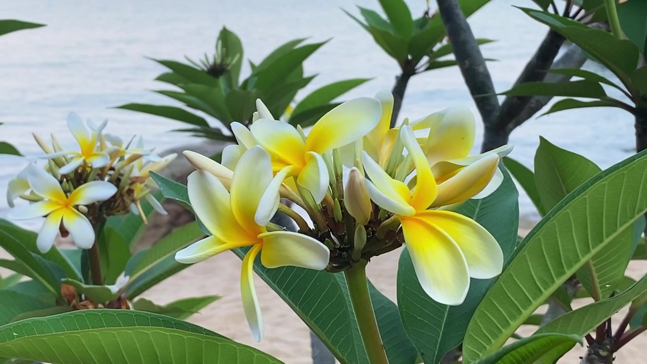 Frangipani giallo vibrante riempie il primo piano mentre la telecamera si muove intorno al fiore, rivelando una spiaggia tropicale e un lago blu oltre