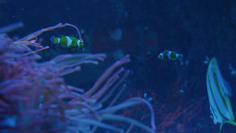 Los-Tentáculos-De-Una-Gran-Anémona-De-Mar-Fluyen-En-Un-Tanque-De-Acuario-Gigante,-Mientras-Que-Los-Peces-Payaso-Ocupados-Se-Mueven-Por-El-Fondo,-El-Enfoque-Cambia-Entre-La-Anémona-Y-El-Pez