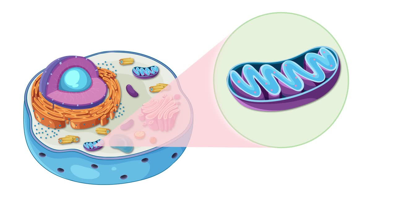 Animation illustrating animal cell anatomy with focus on mitochondrion, highlighting cellular components and their interactions