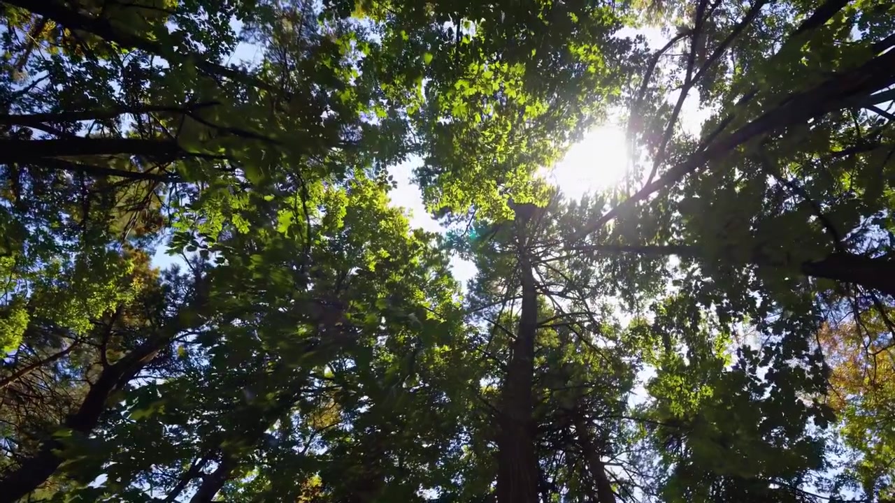Vista dal basso della luce solare che filtra attraverso la volta della foresta.