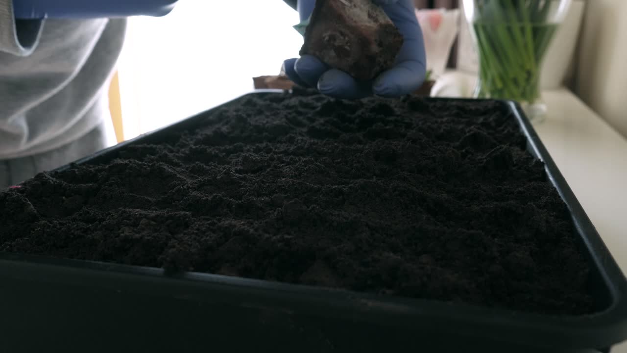 olla de corte con brotes de pepino para sacar