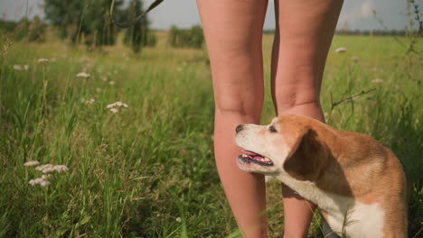 vista trasera de la dama en pantalones cortos blancos de pie en el campo cubierto de hierba mientras su perro juguetón se acerca a ella y se agacha a su lado con expresión feliz, escena de verano iluminada por el sol rodeada de vegetación y flores silvestres