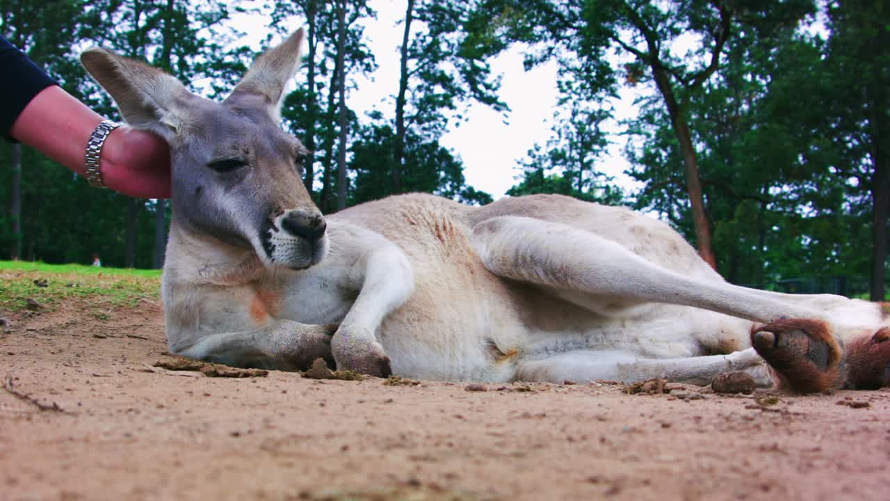 Tourist’s hand stroking a lazy laying kangaroo, Australia.