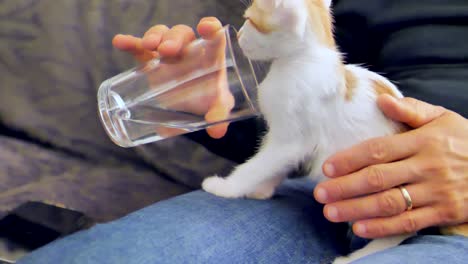 Close-up-shot-of-cute-cat-drinking-water-of-glass-feeding-by-human-indoors-at-sunny-day