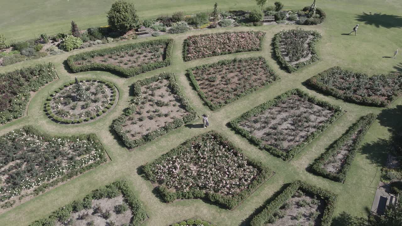 흰 장미를 든 신사가 장미 정원에서 여자 친구를 향해 걸어갑니다 - 센테니얼 파크, 뉴 사우스 웨일즈, 호주 - 공중