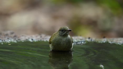 Bulbul-De-Orejas-Rayadas,-Pycnonotus-Conradi