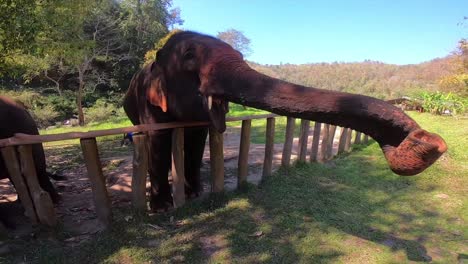 an elephant stands behind the fence