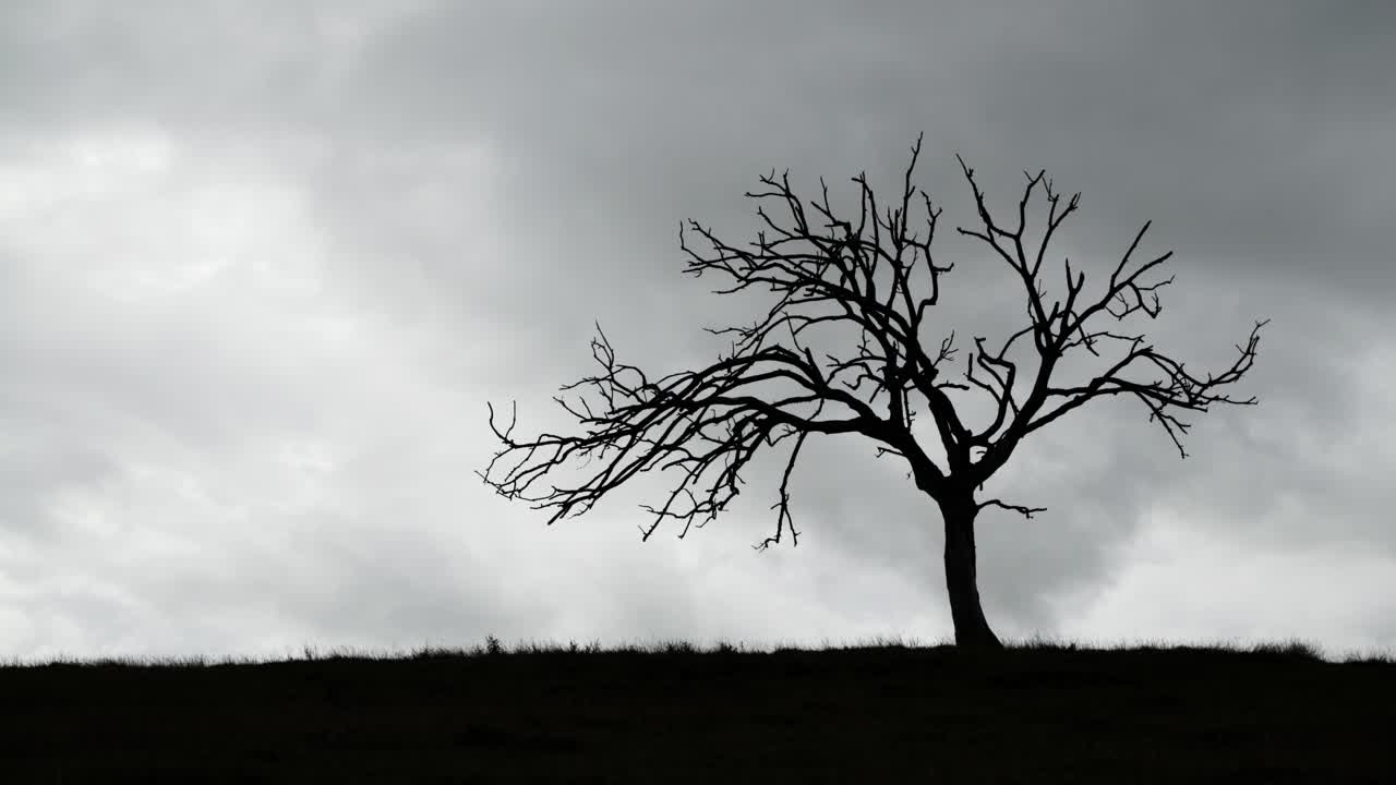 Time lapse silhouette of a barren tree against fast moving storm clouds 4K