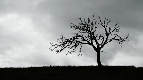 time lapse silhouette of a barren tree against fast moving storm clouds 4k