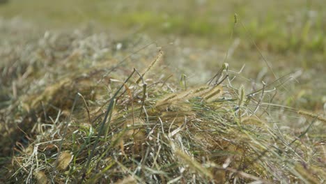 Wind-blowing-grass-in-a-field