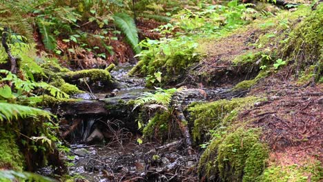 a small mossy stream flows gently through the dense green undergrowth of olympic national park’s rainforest
